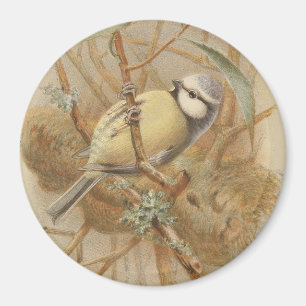 illustratie van de Bluetit Magneet