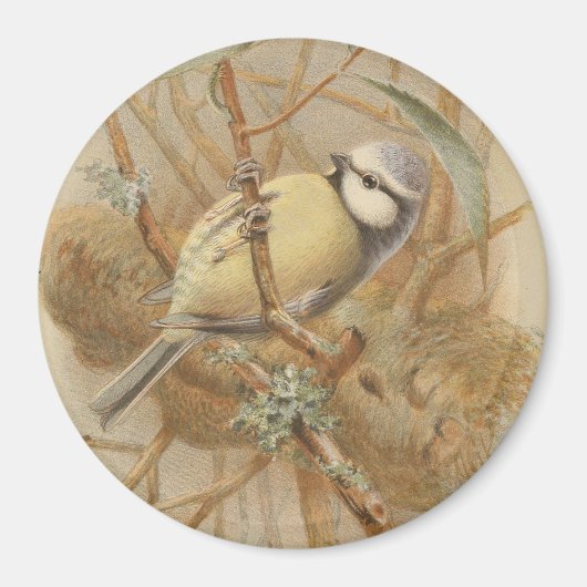 illustratie van de Bluetit Magneet (Voorkant)
