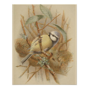  illustratie van de Bluetit Perfect Poster