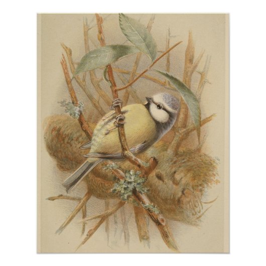 illustratie van de Bluetit Perfect Poster (Voorkant)