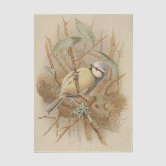 illustratie van de Bluetit Tissuepapier (Voorkant)