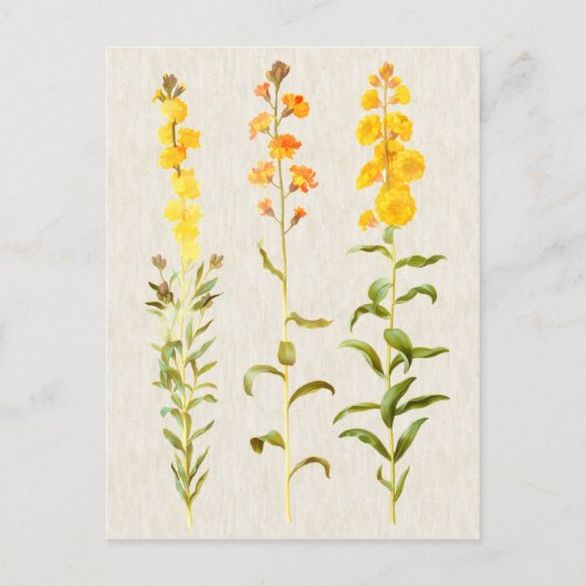  illustratie van de bodembedekking briefkaart (Voorkant)