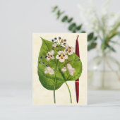  illustratie van de botanische Catalaanse boom Briefkaart (Staand voorkant)