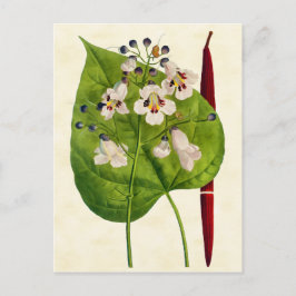  illustratie van de botanische Catalaanse boom Briefkaart
