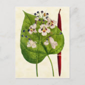  illustratie van de botanische Catalaanse boom Briefkaart (Voorkant)