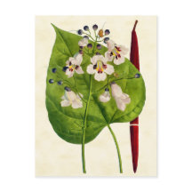  illustratie van de botanische Catalaanse boom