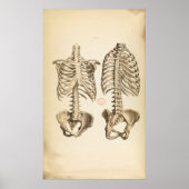  illustratie van de Botten van de boomstam Poster (Voorkant)