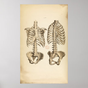 illustratie van de Botten van de boomstam Poster