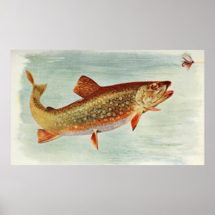 Illustratie van de  Brook-forel (1914) Poster