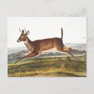 Illustratie van de diepzeeduier met lange staart ( briefkaart