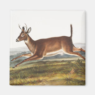 Illustratie van de diepzeeduier met lange staart ( magneet