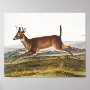 Illustratie van de diepzeeduier met lange staart ( poster