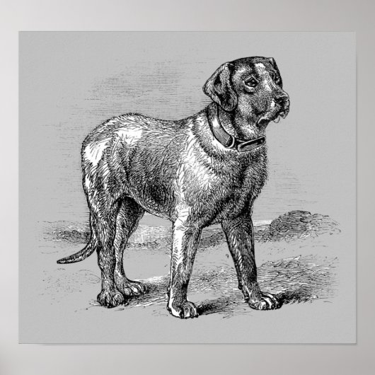  illustratie van de Dog - Archiefdruk Poster (Voorkant)