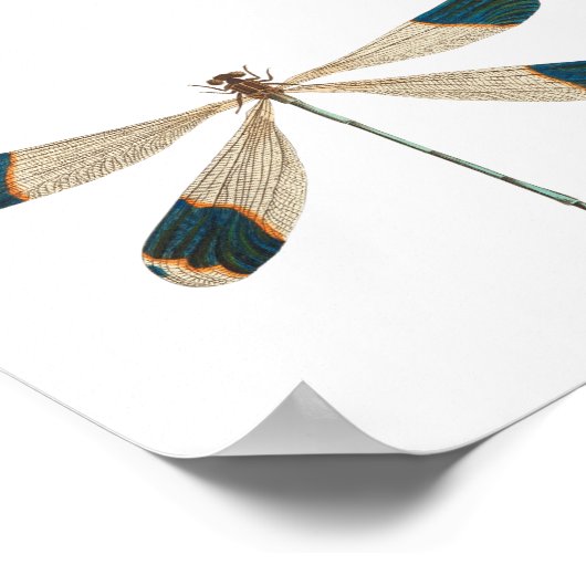Illustratie van de Dragonfly Poster (Hoek)