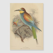 illustratie van de Europese bijeneter (Voorkant)