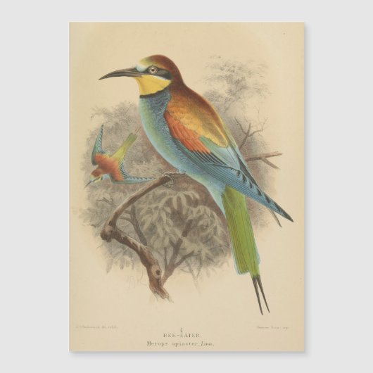  illustratie van de Europese bijeneter (Voorkant)