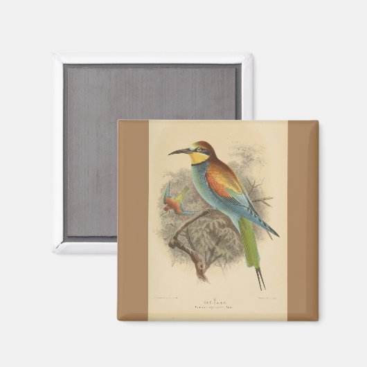  illustratie van de Europese bijeneter Magneet (Voorkant / Achterkant)