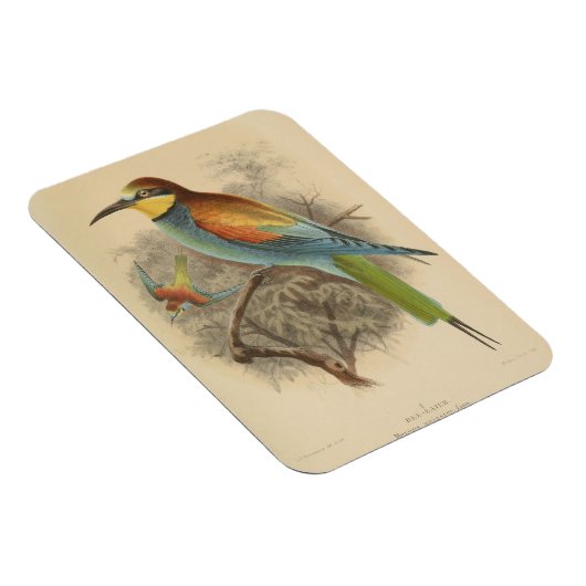  illustratie van de Europese bijeneter Magneet (Rechterzijde)