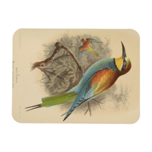  illustratie van de Europese bijeneter Magneet (Horizontaal)