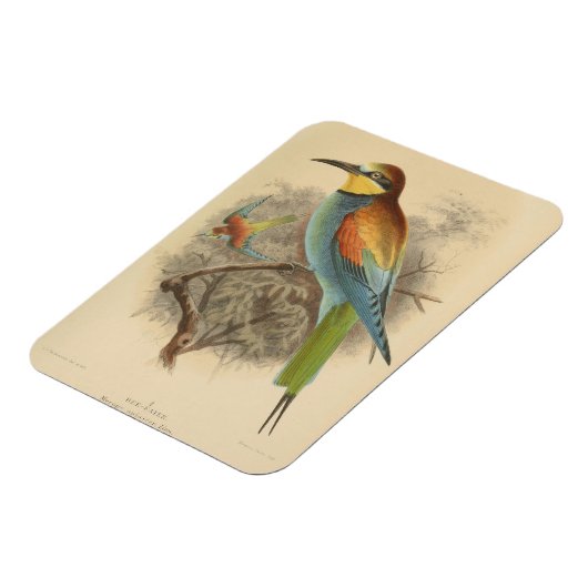  illustratie van de Europese bijeneter Magneet (Linkerzijde)