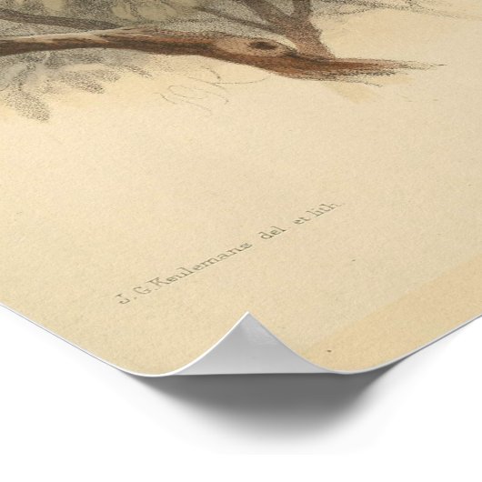  illustratie van de Europese bijeneter Poster (Hoek)