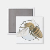 Illustratie van de Europese honingbijen Magneet (Voorkant / Achterkant)