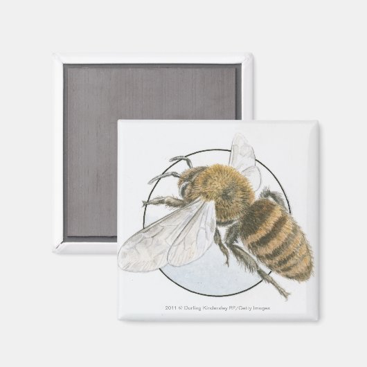 Illustratie van de Europese honingbijen Magneet (Voorkant / Achterkant)