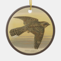  illustratie van de Europese nachtjar