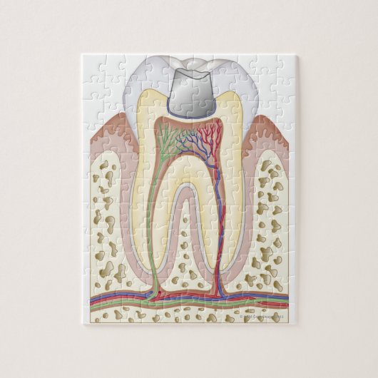 Illustratie van de gebitsvulling legpuzzel (Verticaal)