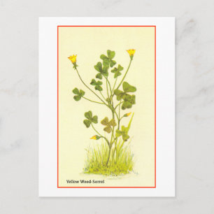 illustratie van de Gele houtsorrel Briefkaart