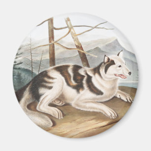 Illustratie van de hazeldragende Indiase hond (Can Magneet