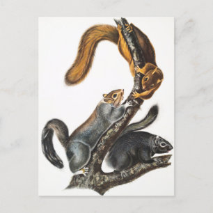 Illustratie van de kat-eekhoorn (Sciurus cinereus) Briefkaart