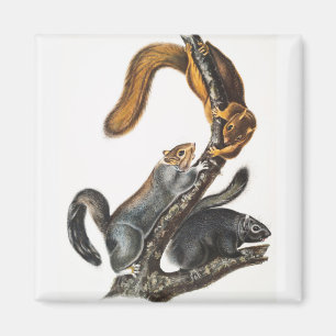 Illustratie van de kat-eekhoorn (Sciurus cinereus) Magneet
