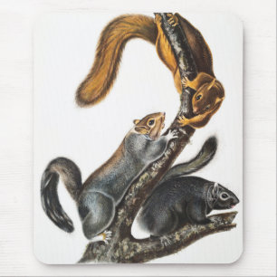 Illustratie van de kat-eekhoorn (Sciurus cinereus) Muismat