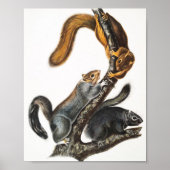 Illustratie van de kat-eekhoorn (Sciurus cinereus) Poster (Voorkant)