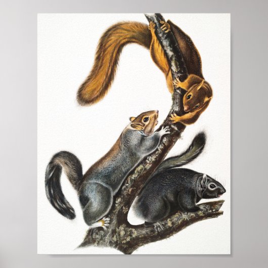 Illustratie van de kat-eekhoorn (Sciurus cinereus) Poster (Voorkant)