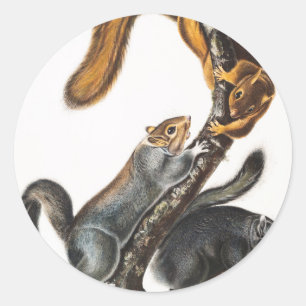 Illustratie van de kat-eekhoorn (Sciurus cinereus) Ronde Sticker