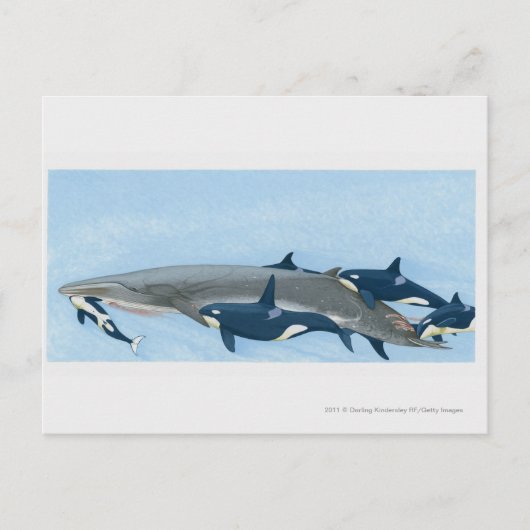 Illustratie van de Killer Whales die in een groep  Briefkaart (Voorkant)