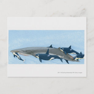 Illustratie van de Killer Whales die in een groep  Briefkaart