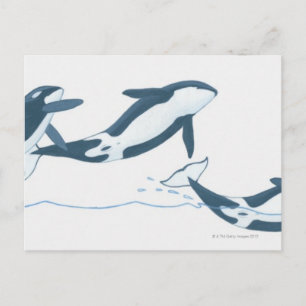 Illustratie van de Killer Whales (Orcinus orca) Briefkaart