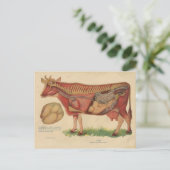  illustratie van de Koe van 1912 Briefkaart (Staand voorkant)