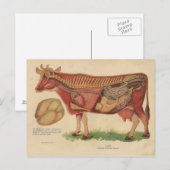  illustratie van de Koe van 1912 Briefkaart (Voorkant / Achterkant)