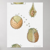 Illustratie van de levenscyclus van een Selaginell Poster (Voorkant)