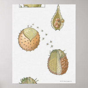 Illustratie van de levenscyclus van een Selaginell Poster