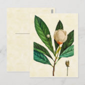  illustratie van de Loblolly Baai met botanische a Briefkaart (Voorkant / Achterkant)