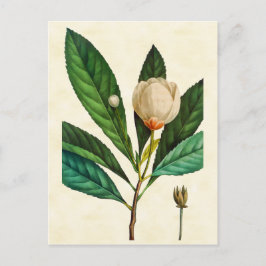  illustratie van de Loblolly Baai met botanische a Briefkaart