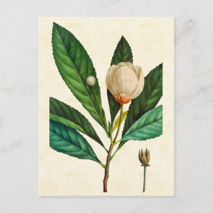 illustratie van de Loblolly Baai met botanische a Briefkaart