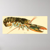 Illustratie van de Lobster (1895) Poster (Voorkant)