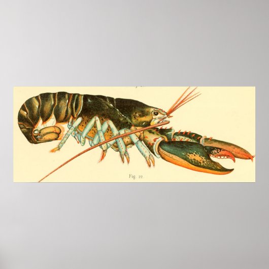 Illustratie van de Lobster (1895) Poster (Voorkant)