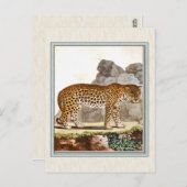  illustratie van de luipaard briefkaart (Voorkant / Achterkant)